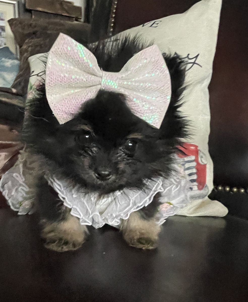 Teeny Tiny teacup Pomeranian puppies
