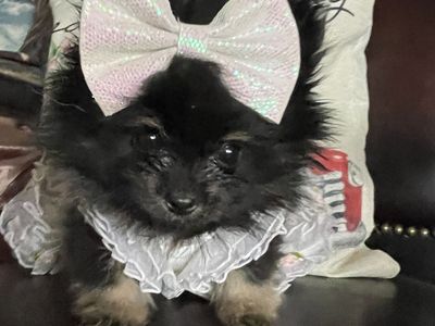 Teeny Tiny teacup Pomeranian puppies