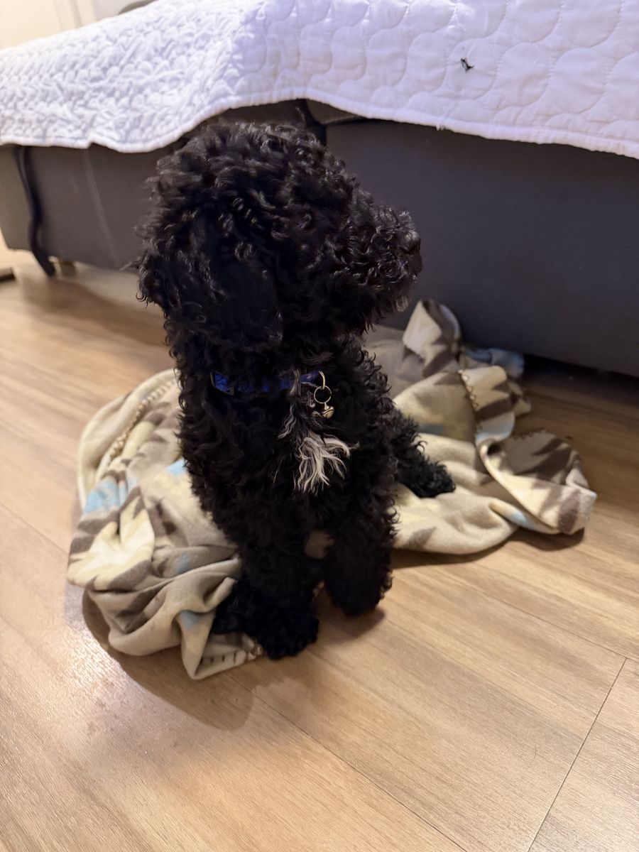 Moyen poodle puppy