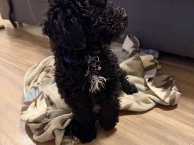 Moyen poodle puppy