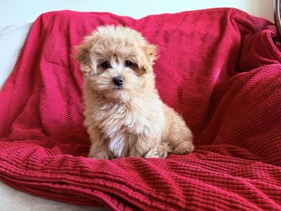 Absolutely adorable-Pomapoo (m) READY (adult size toy 6-8lb) ENS & PUPPY CULTURE TRAINING will go home w/new kennel, food, +++