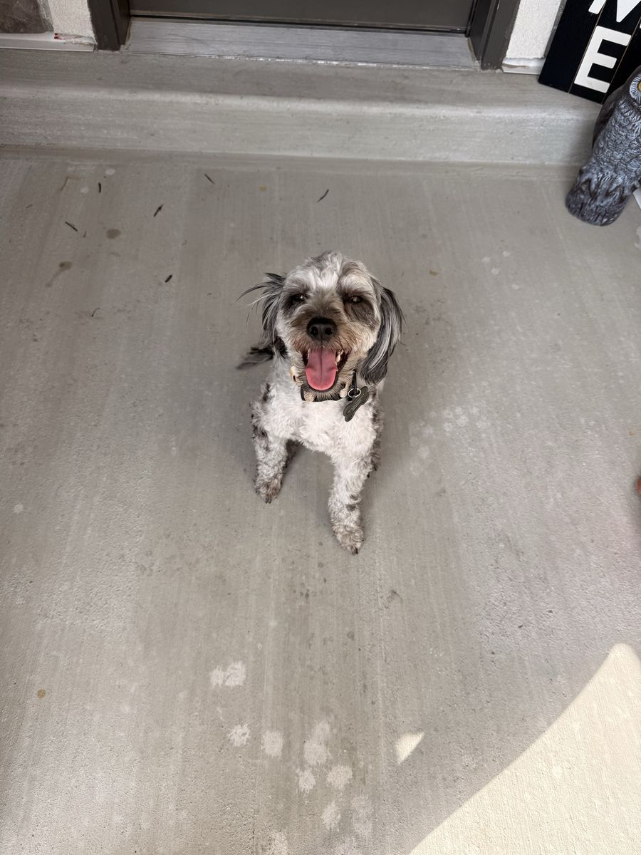 Aussiedoodle