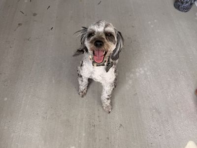 Aussiedoodle