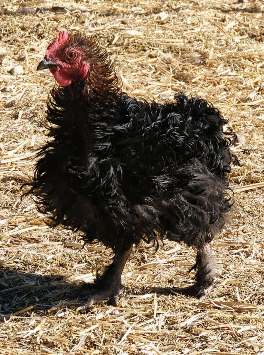 Frizzle Bantam Cochin Rooster