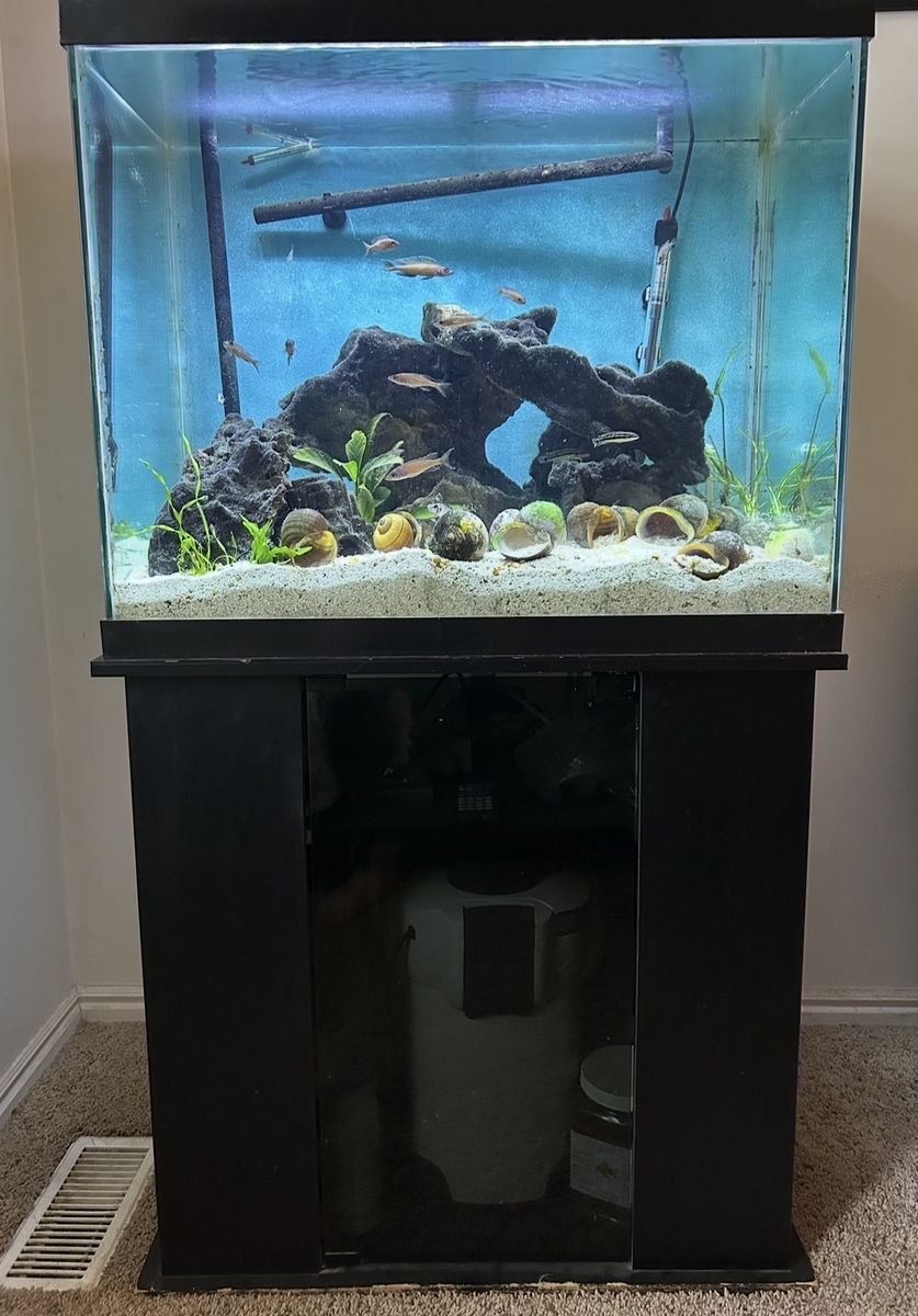 55 Gallon Tanganyikan Aquarium – Fully Stocked Complete Setup