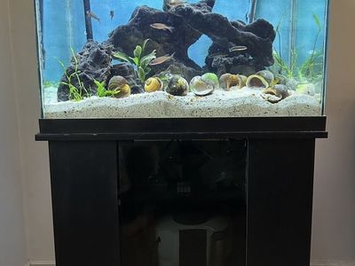 55 Gallon Tanganyikan Aquarium – Fully Stocked Complete Setup