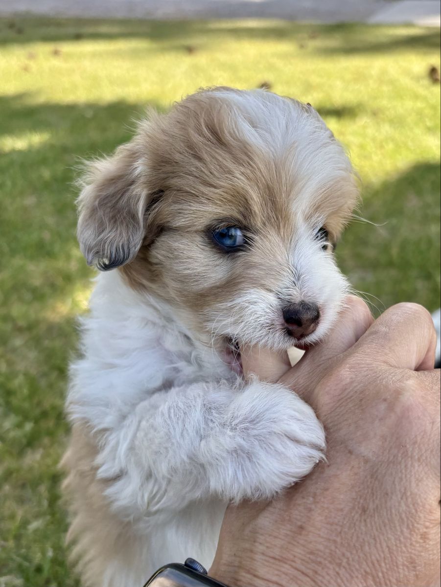 Toy Mini Micro Aussie Doodle Aussiedoodle - Bernadoodle,  Mountain Dog, Goldendoodle, Cockapoo