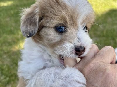 Toy Mini Micro Aussie Doodle Aussiedoodle - Bernadoodle, Mountain Dog, Goldendoodle, Cockapoo