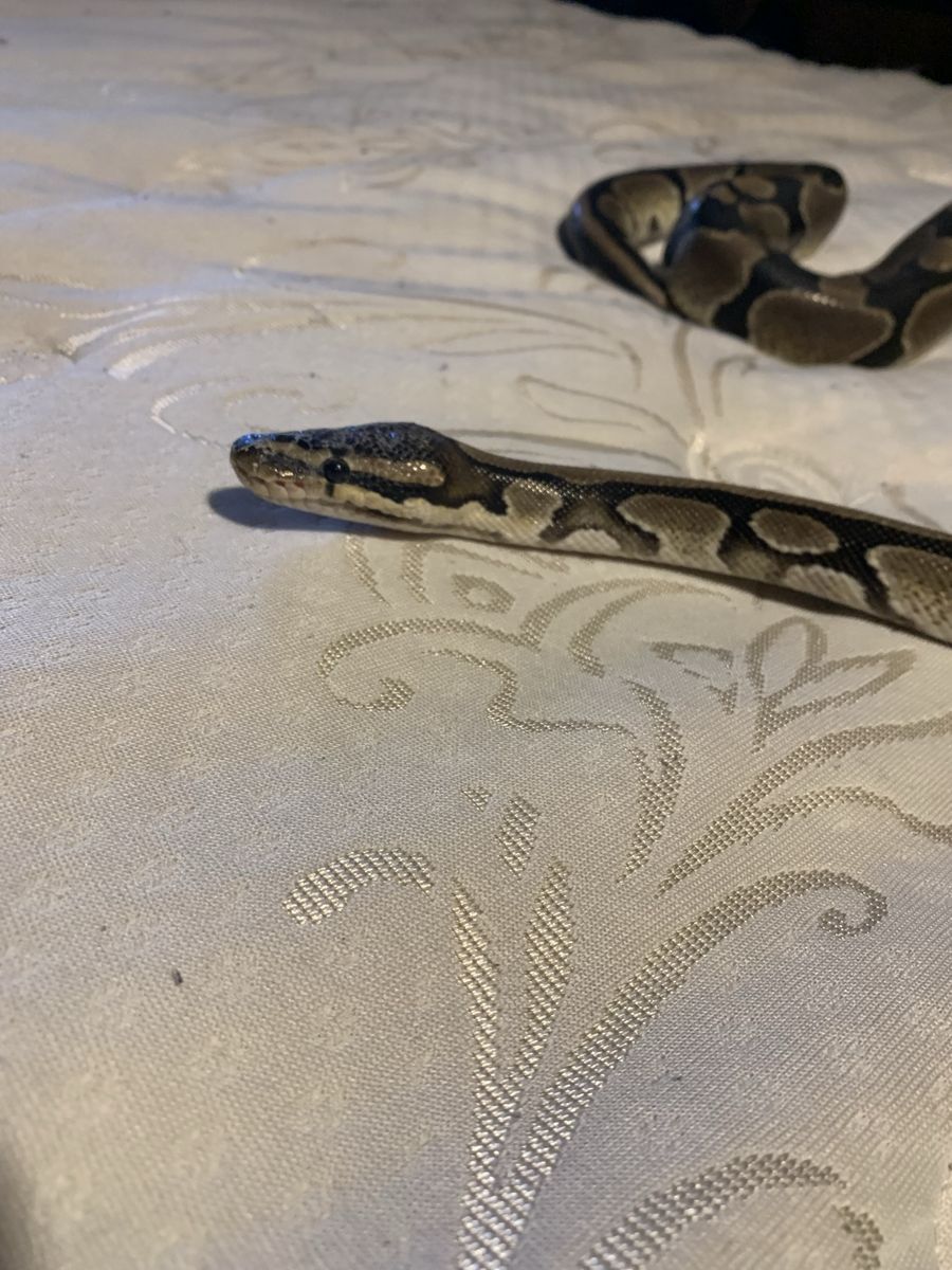 Normal bald python