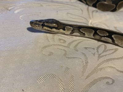 Normal bald python
