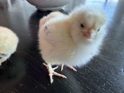 Salmon favorelles pullet chicks