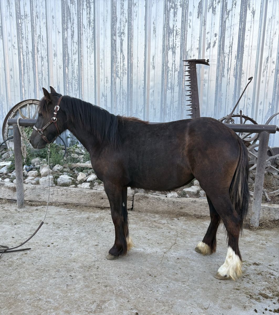 Gypsy cross filly