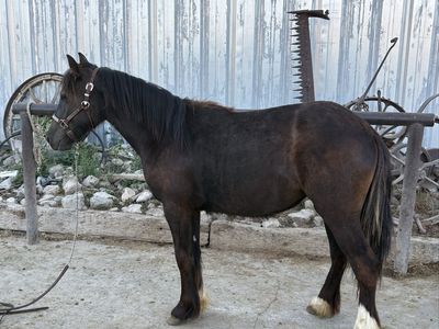 Gypsy cross filly