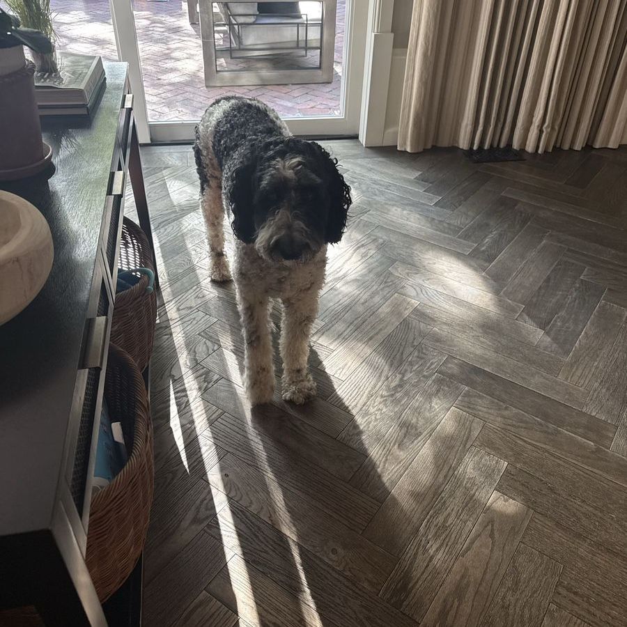 Minnie 3 yr old Female Sheepadoodle