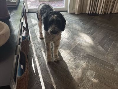 Minnie 3 yr old Female Sheepadoodle