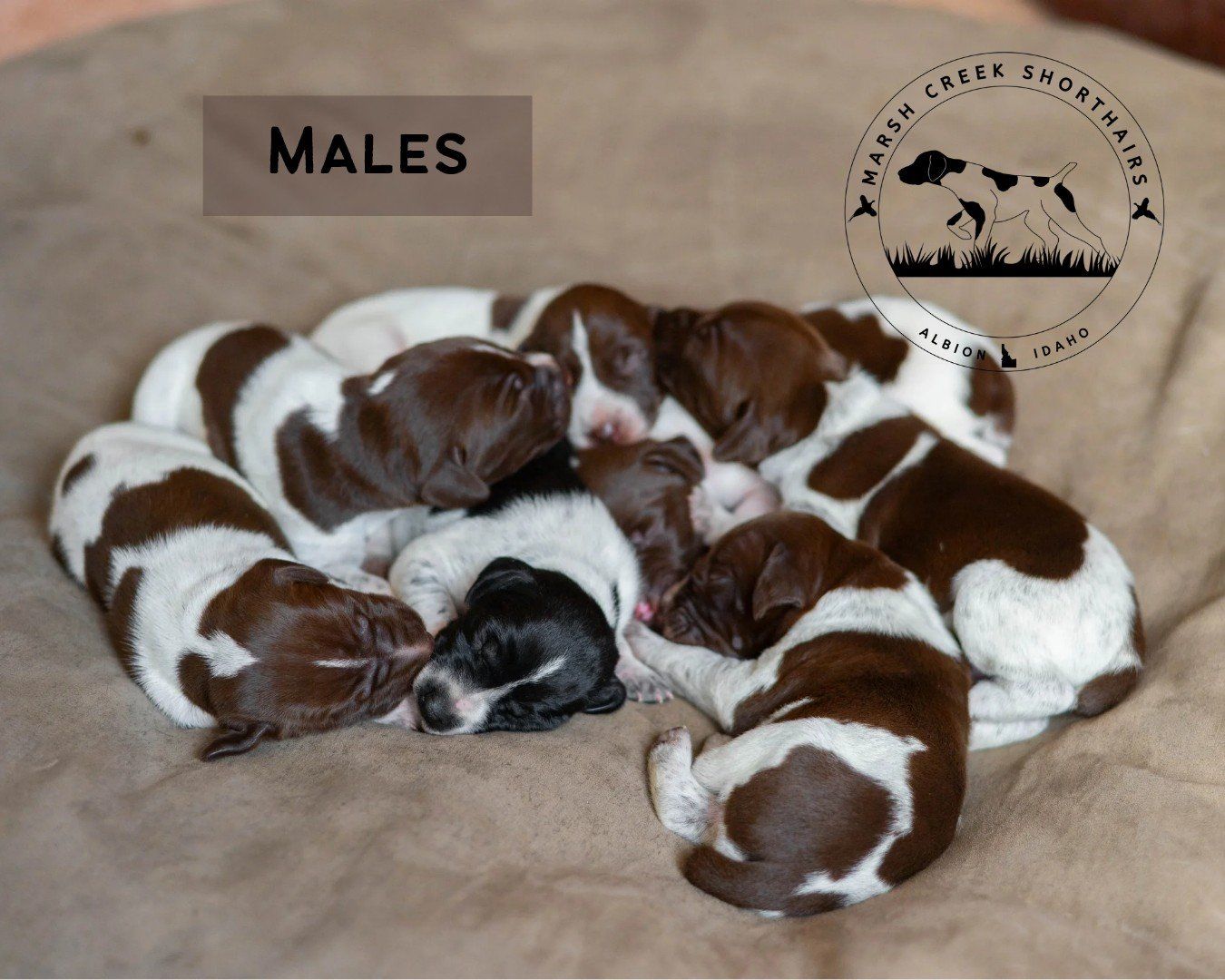 Marsh Creek Shorthairs German Shorthaired Pointer Puppies - Males & Females Available