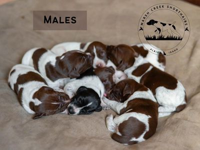Marsh Creek Shorthairs German Shorthaired Pointer Puppies - Males & Females Available