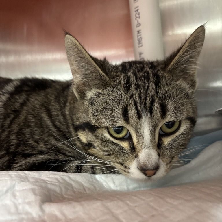 Hello my name is Salazar