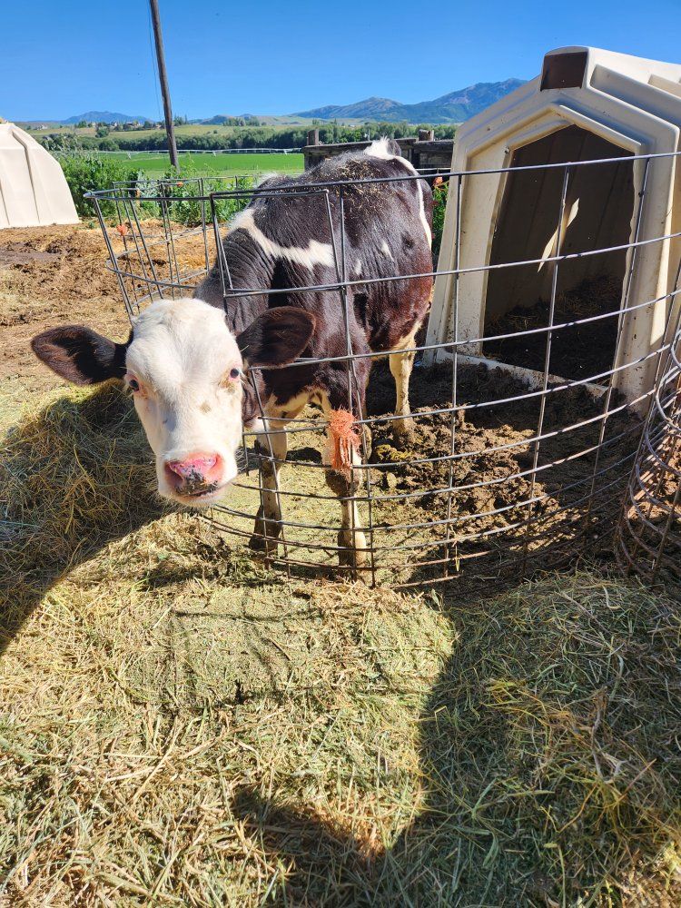 holstein bull calves