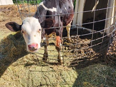 holstein bull calves