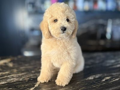 Stunning Trained Akc Mini Poodle Boy