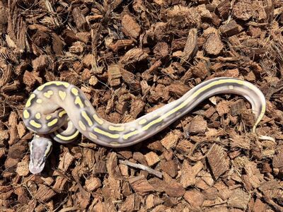 Super Pastel Mojave YB Het Lavender 50% Het Pied