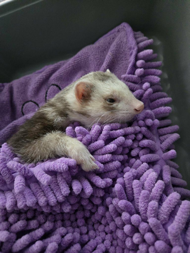 Ferrets (Rocket)