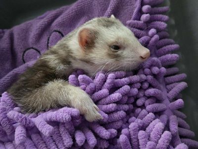 Ferrets (Rocket)