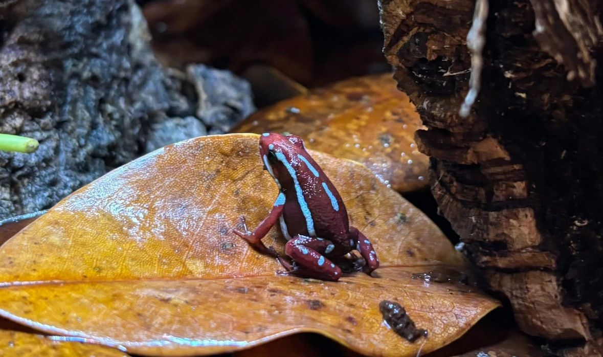 Electric Blue Striped Dart Frogs! Epipedobates anthonyi “Ankas”
