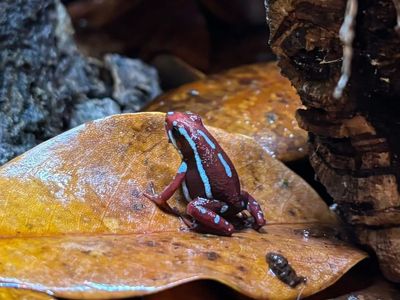 Electric Blue Striped Dart Frogs! Epipedobates anthonyi “Ankas”