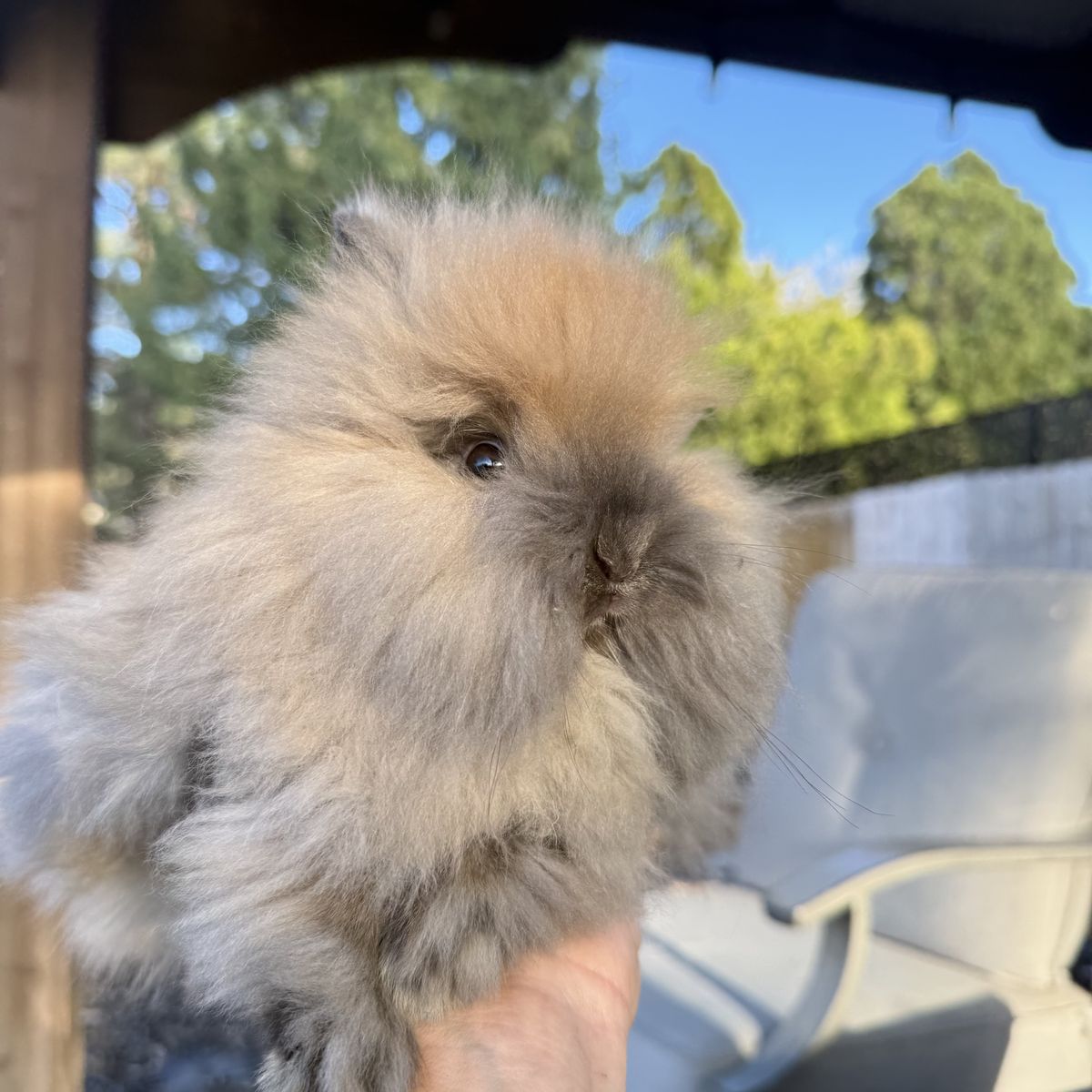 Pure Bred Lion Head Bunnies