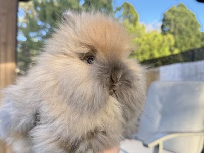 Pure Bred Lion Head Bunnies