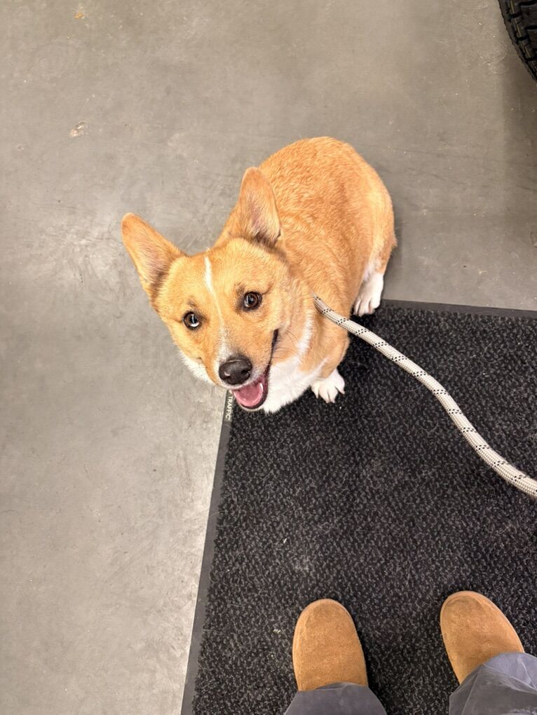Rehoming Pet Corgi (FEMALE SPAYED)