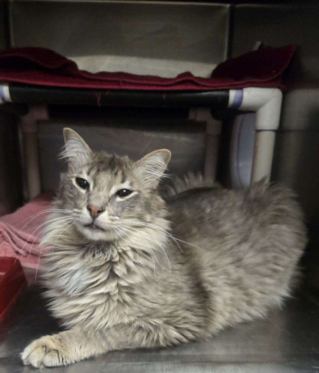 A156391 Simon is Available for Adoption!