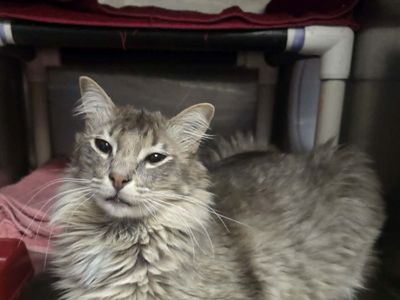 A156391 Simon is Available for Adoption!