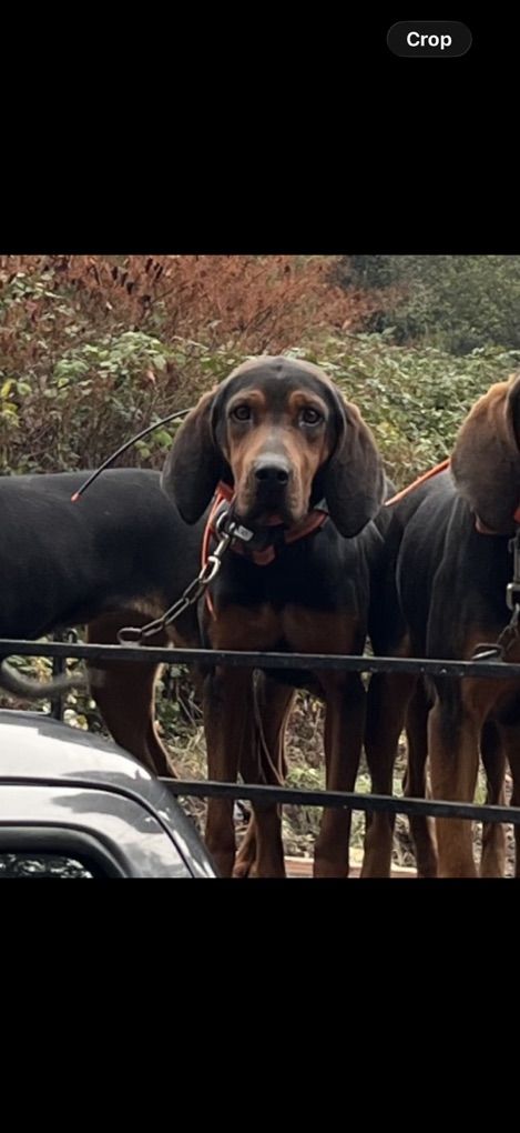 Hound Dog, Bear, Bobcat And Lion $3000-$5000