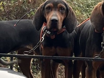 Hound Dog, Bear, Bobcat And Lion $3000-$5000