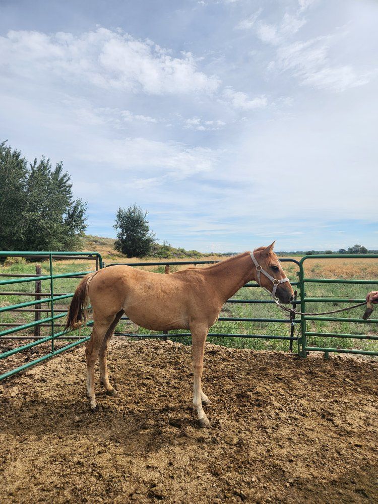 Yearling Grade Fillies
