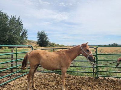 Yearling Grade Fillies