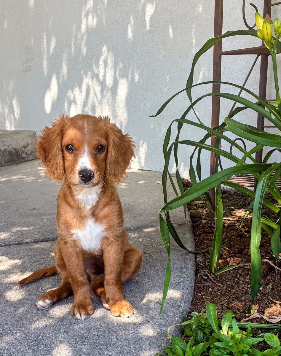Adorable Cavapoo Puppy - Playful, Cuddly, and Ready for a Forever Home!