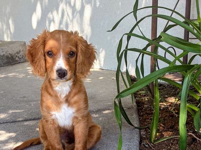 Adorable Cavapoo Puppy - Playful, Cuddly, and Ready for a Forever Home!