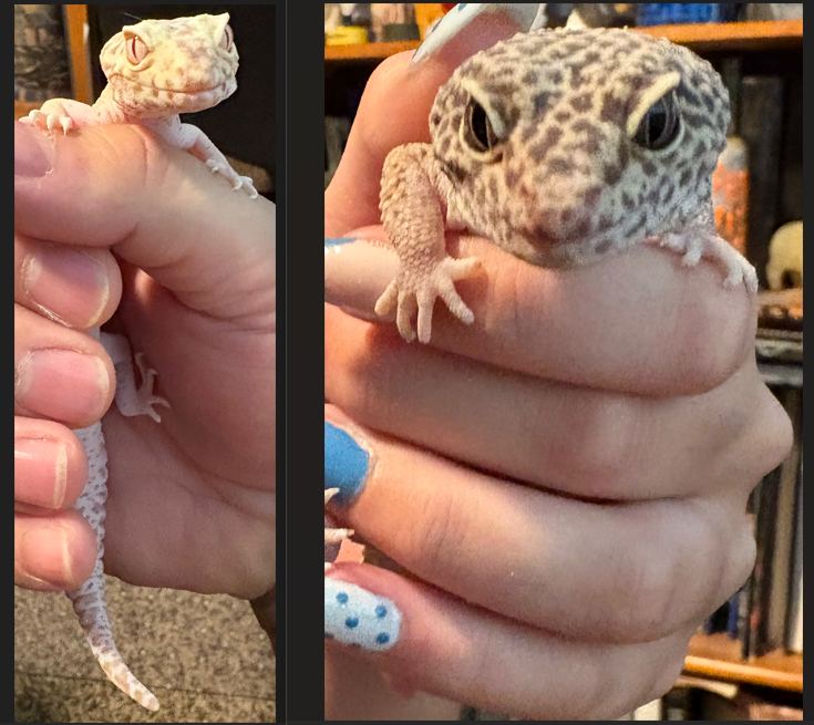 2 Pet Geckos Looking for a New Home