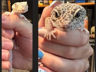 2 Pet Geckos Looking for a New Home