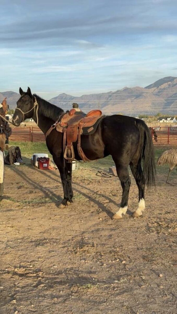Registered Gelding