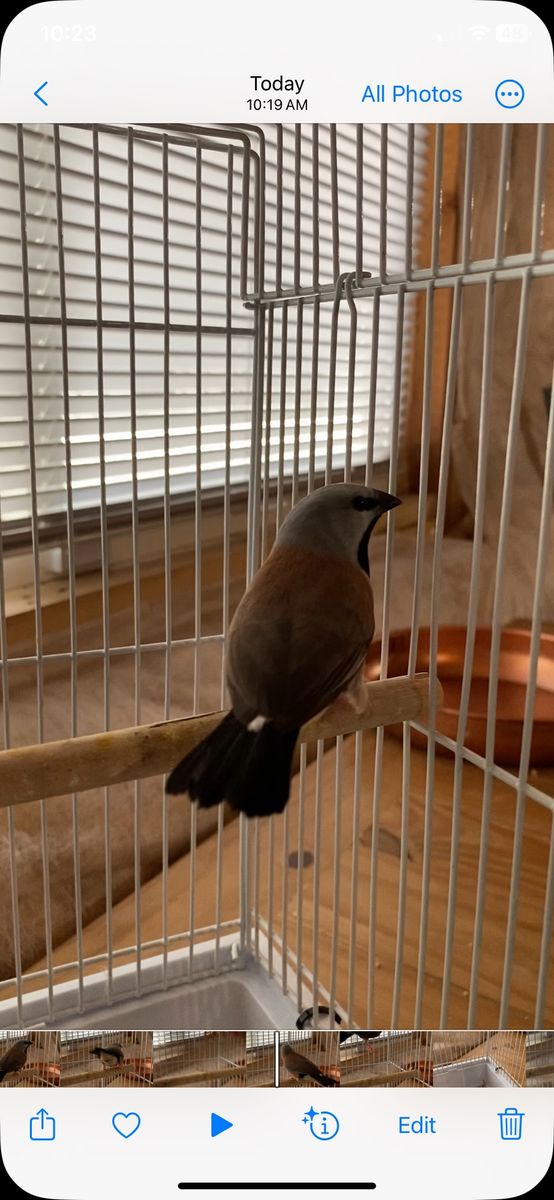 Parson finch