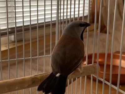 Parson finch