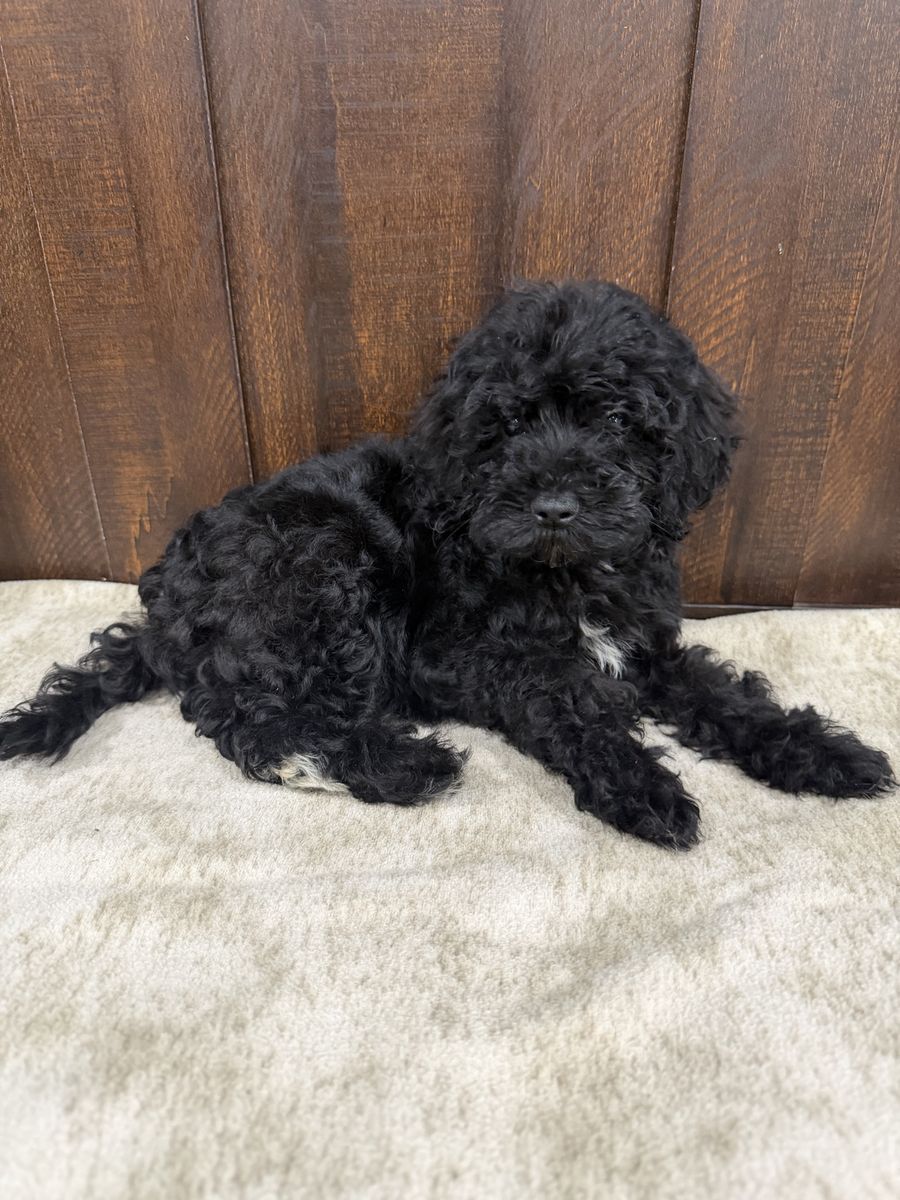 Schnoodles  schnauzer / poodle mix. Hypoallergenic