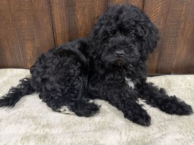 Schnoodles schnauzer / poodle mix. Hypoallergenic