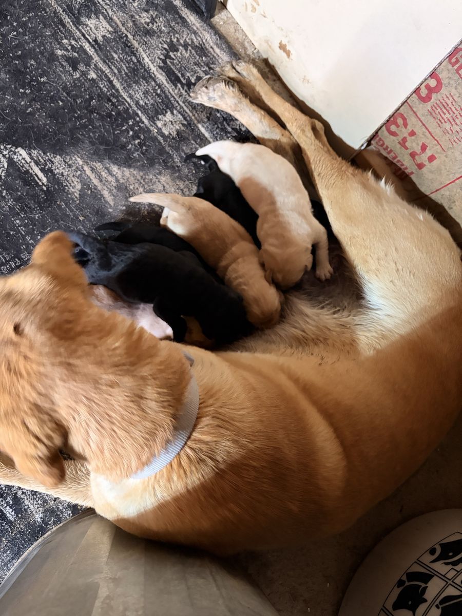 Black and Yellow AKC Labradors