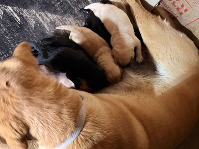 Black and Yellow AKC Labradors